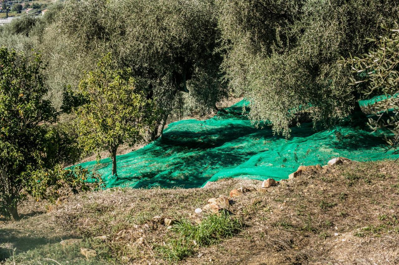 Le Raganelle Otel Oneglia Dış mekan fotoğraf